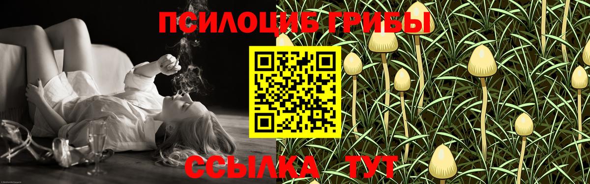 Псилоцибиновые грибы Psilocybe  Вход с VPN  Будённовск  наркота  Псилоцибиновые грибы Cubensis 